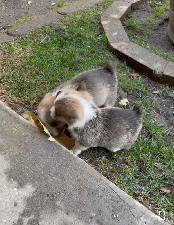 オモチャにしていた葉っぱを巡ってケンカを始めた子犬たち。子供たちが仲良くしていないのを目撃したお母さんが咄嗟に取った行動に感服！！