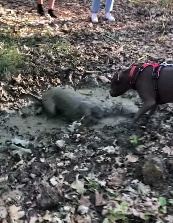 ド派手に泥遊びを楽しむ犬。他の犬も引くほど豪快にはっちゃける姿は、もはや清々しいレベルでした！！【海外・動画】