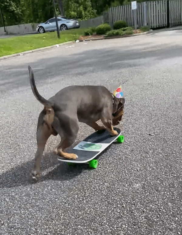 誕生日に新しいスケートボードをプレゼントしてもらったスケボー犬。果たしてその乗り心地はいかに？【海外・動画】