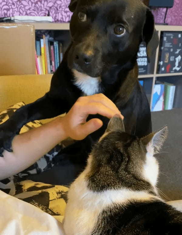 ヤキモチ焼きな犬は飼い主さんを独占したい！飼い主さんが猫を撫でようとすると・・、「自分だけを撫でて！」とある行動に出ました！！【動画】