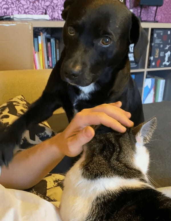 ヤキモチ焼きな犬は飼い主さんを独占したい！飼い主さんが猫を撫でようとすると・・、「自分だけを撫でて！」とある行動に出ました！！【動画】