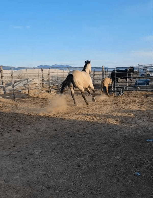 お母さん馬と柵の中を元気に駆ける子馬。ところが、子馬が柵の隙間を通り抜けようとしたところ・・・、笑えるアクシデントに遭いました