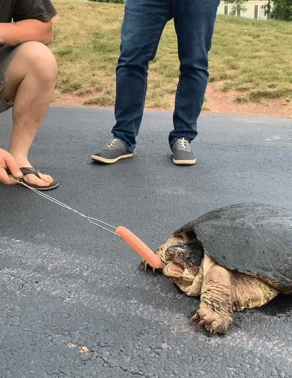 凶暴といわれるカミツキガメにソーセージを差し出してみたら・・。その恐ろしさが分かる衝撃映像が再生数2300万回超え！【アメリカ・動画】