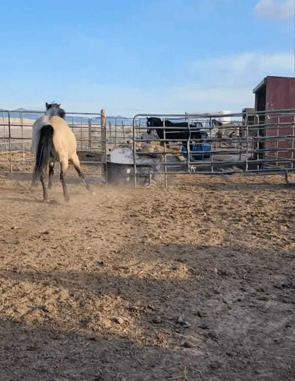 お母さん馬と柵の中を元気に駆ける子馬。ところが、子馬が柵の隙間を通り抜けようとしたところ・・・、笑えるアクシデントに遭いました