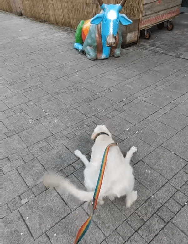 その子にいくらアピールしてもお友達にはなってもらえないよ・・・。散歩中の犬が仲良くなろうとした相手は〇〇〇だったのです！！