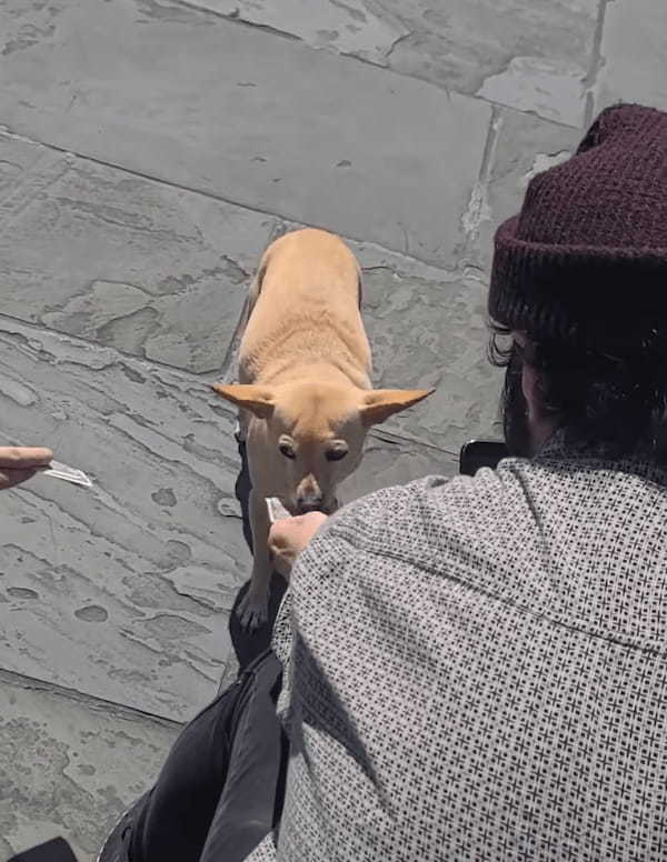 「お気持ちお預かりしますよ」ストリートパフォーマーのお手伝いをする犬。なんとこの子、観客からチップを預かって回っていたのです！！