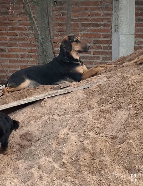 砂場でくつろいでいた犬に降り掛かった悲劇。この子のそばには大はしゃぎで砂遊びをしている子がいた結果・・【海外・動画】