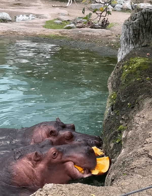 【500万再生オーバー】恐るべしカバの咬合力！一抱えほどある大きなカボチャをまるごと口の中に入れたかと思ったら、なんと！！【海外・動画】