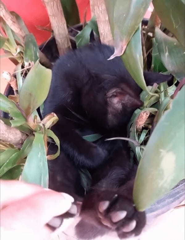 植木鉢からのぞく小さくてかわいい足。どうやら誰かが植木鉢の中でぐっすりとお昼寝をしているみたいです【海外・動画】