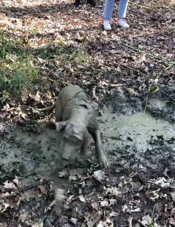 ド派手に泥遊びを楽しむ犬。他の犬も引くほど豪快にはっちゃける姿は、もはや清々しいレベルでした！！【海外・動画】