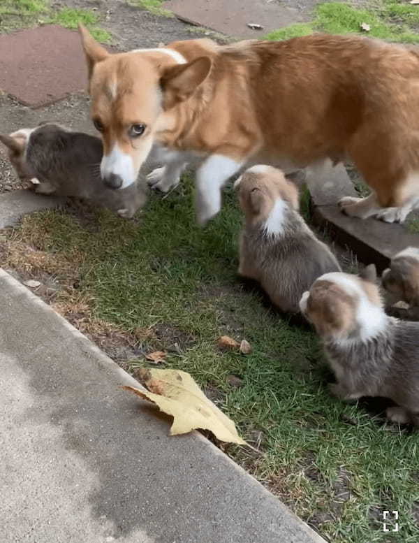 オモチャにしていた葉っぱを巡ってケンカを始めた子犬たち。子供たちが仲良くしていないのを目撃したお母さんが咄嗟に取った行動に感服！！