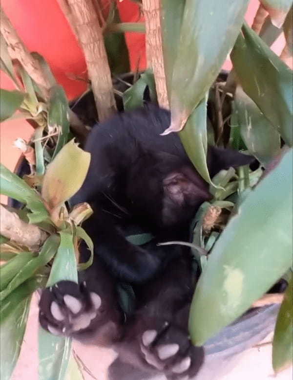 植木鉢からのぞく小さくてかわいい足。どうやら誰かが植木鉢の中でぐっすりとお昼寝をしているみたいです【海外・動画】