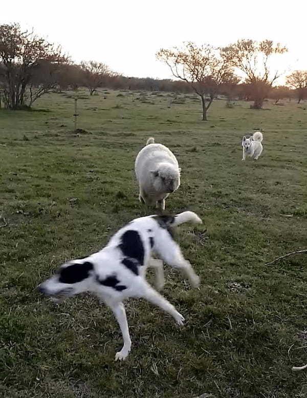 犬たちの中に一頭まじって遊びまわる羊。もしかして、この子は自分のことを犬だと思い込んでいるの・・？？【海外・動画】