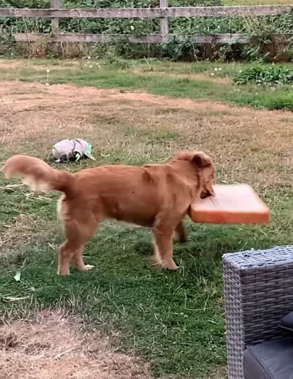 食パン型クッションでお昼寝する猫。ある日、このクッションをめぐる悲劇に見舞われるのですが・・、全く気に留めていませんでした【海外・動画】