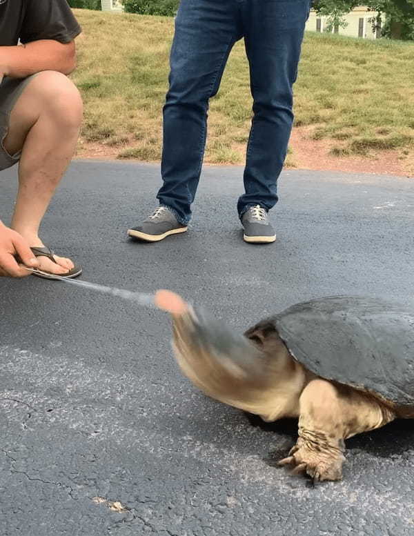 凶暴といわれるカミツキガメにソーセージを差し出してみたら・・。その恐ろしさが分かる衝撃映像が再生数2300万回超え！【アメリカ・動画】