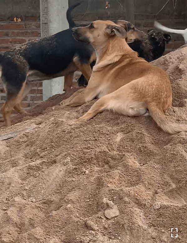 砂場でくつろいでいた犬に降り掛かった悲劇。この子のそばには大はしゃぎで砂遊びをしている子がいた結果・・【海外・動画】