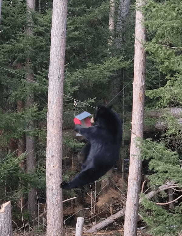 鳥用の餌をいただこうと大胆な行動に出たクマ。執念が伝わってくるそのトンデモナイ姿に、再生数が200万回を突破しました！！【アメリカ・動画】