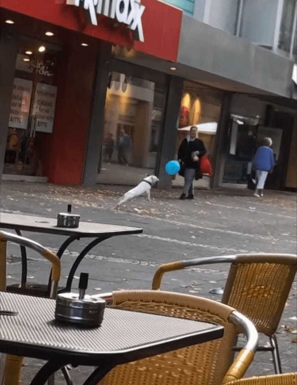 カフェのテラス席から見える微笑ましい景色。そこには、街中で楽しそうに風船を突いて遊ぶかわいい『ある動物』の姿がありました！【海外・動画】