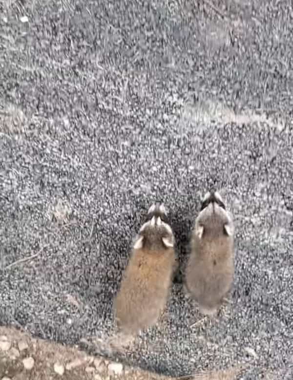 保護してくれた施設のスタッフさんにすっかり懐いたアライグマの赤ちゃんたち。スタッフさんの後をついていき、追いつくと・・【アメリカ・動画】