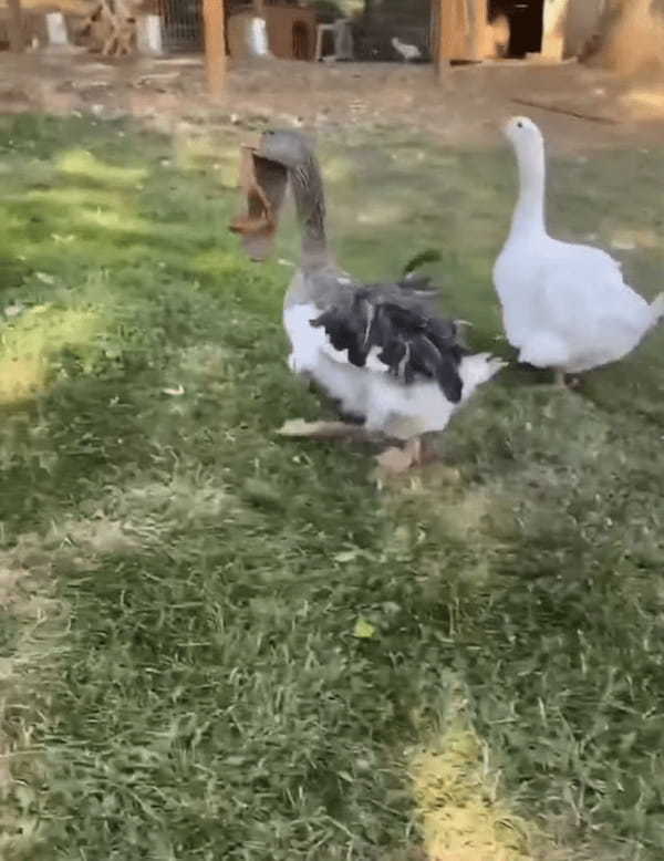 サンダルを奪って逃げていくイタズラっ子なガチョウ。すばしっこい動きで庭を逃げ回ると、最後は・・・