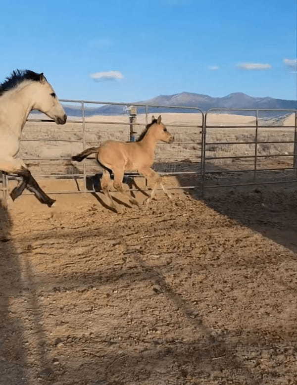 お母さん馬と柵の中を元気に駆ける子馬。ところが、子馬が柵の隙間を通り抜けようとしたところ・・・、笑えるアクシデントに遭いました