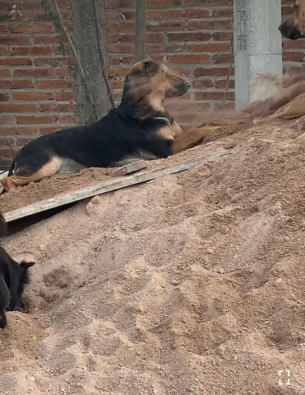 砂場でくつろいでいた犬に降り掛かった悲劇。この子のそばには大はしゃぎで砂遊びをしている子がいた結果・・【海外・動画】