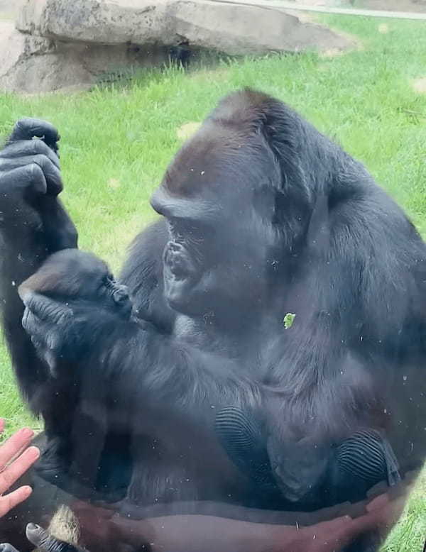 【160万再生突破】「見て、うちの子よ！」動物園でお母さんゴリラが、来園客に自分の赤ちゃんのお披露目してくれました！【海外・動画】