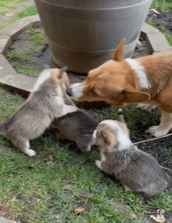 オモチャにしていた葉っぱを巡ってケンカを始めた子犬たち。子供たちが仲良くしていないのを目撃したお母さんが咄嗟に取った行動に感服！！