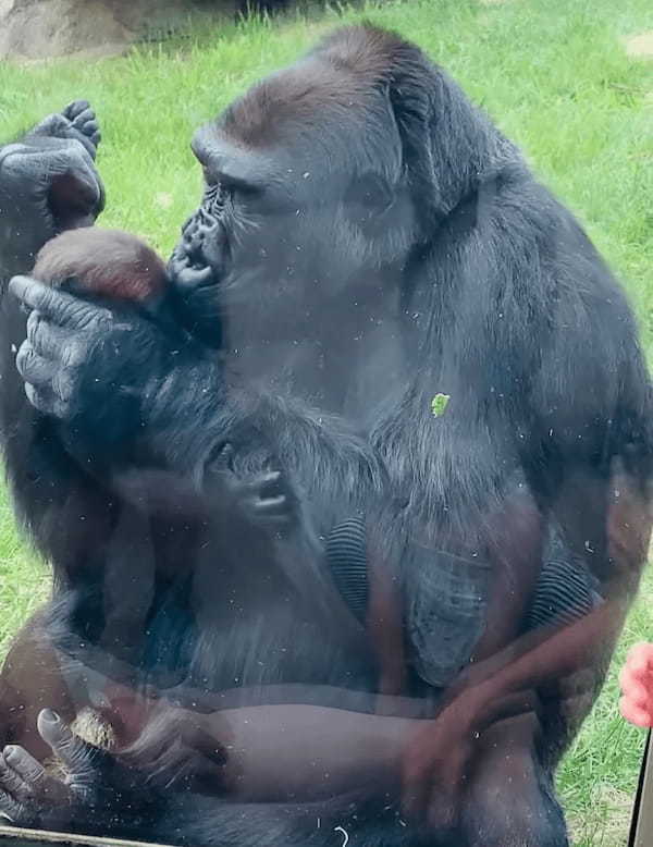 【160万再生突破】「見て、うちの子よ！」動物園でお母さんゴリラが、来園客に自分の赤ちゃんのお披露目してくれました！【海外・動画】