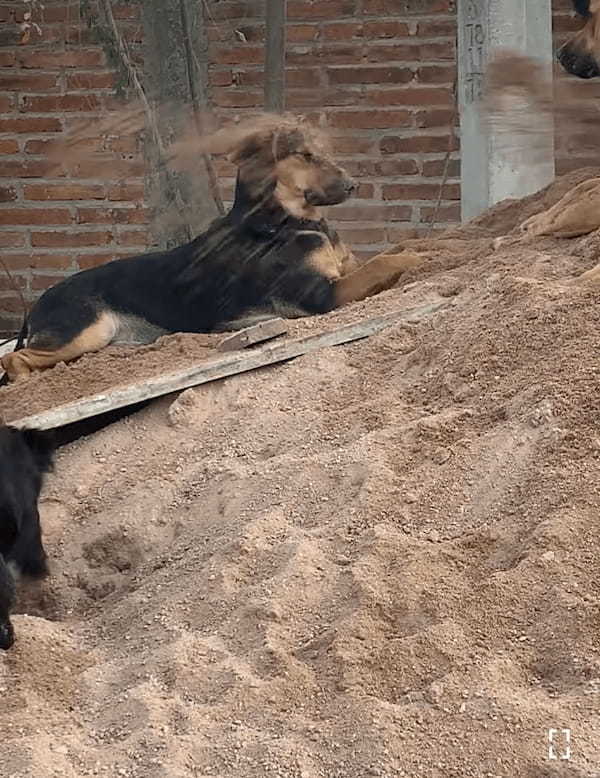 砂場でくつろいでいた犬に降り掛かった悲劇。この子のそばには大はしゃぎで砂遊びをしている子がいた結果・・【海外・動画】