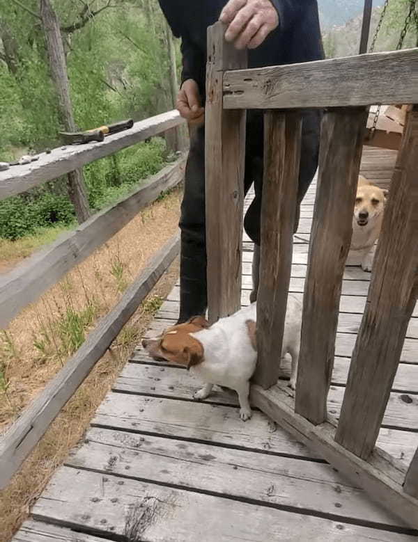 ゲートの間を通って外へ出ようとした犬。ところがこの子、お尻周りの成長が著しかったらしく・・、残念な結果を迎えました【アメリカ・動画】