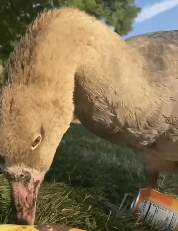 サンダルを奪って逃げていくイタズラっ子なガチョウ。すばしっこい動きで庭を逃げ回ると、最後は・・・