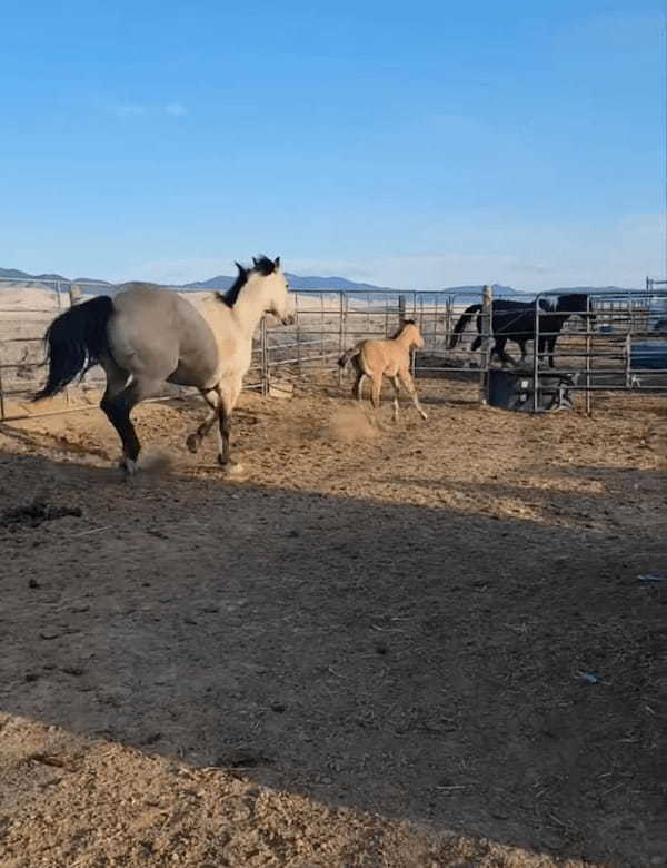 お母さん馬と柵の中を元気に駆ける子馬。ところが、子馬が柵の隙間を通り抜けようとしたところ・・・、笑えるアクシデントに遭いました