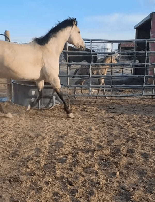 お母さん馬と柵の中を元気に駆ける子馬。ところが、子馬が柵の隙間を通り抜けようとしたところ・・・、笑えるアクシデントに遭いました