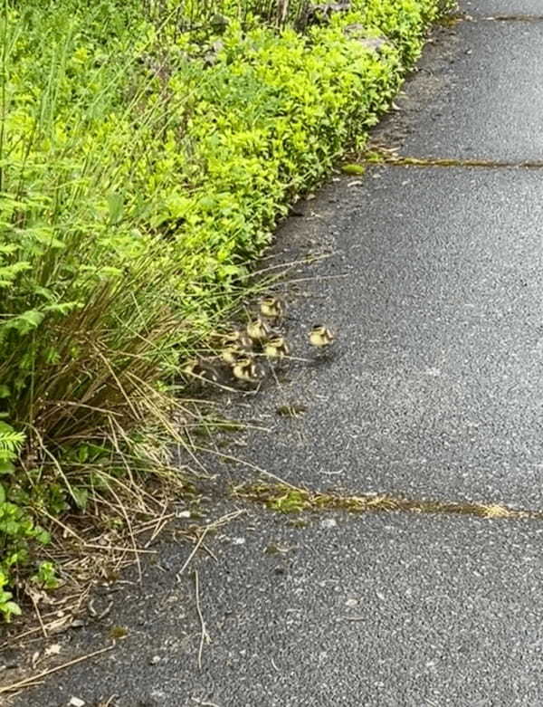 ママが草むらへ入っていってカモのヒナたちはパニック！？慌てて転んでしまう子も！！【アメリカ・動画】