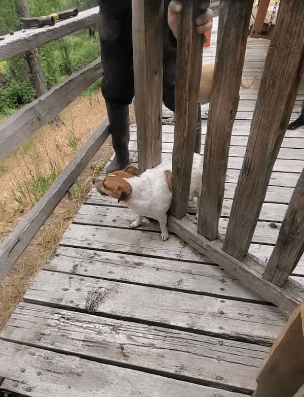 ゲートの間を通って外へ出ようとした犬。ところがこの子、お尻周りの成長が著しかったらしく・・、残念な結果を迎えました【アメリカ・動画】