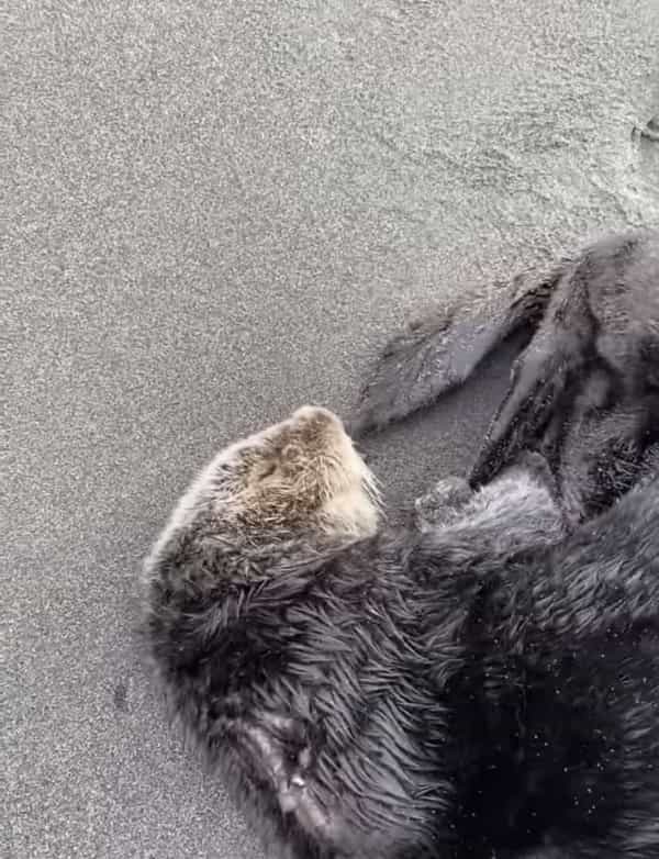 ビーチで日光浴をしていたのは、なんと水族館のあの人気者？！声をかけたらビックリしたのか、見たことない動きをして去っていきました