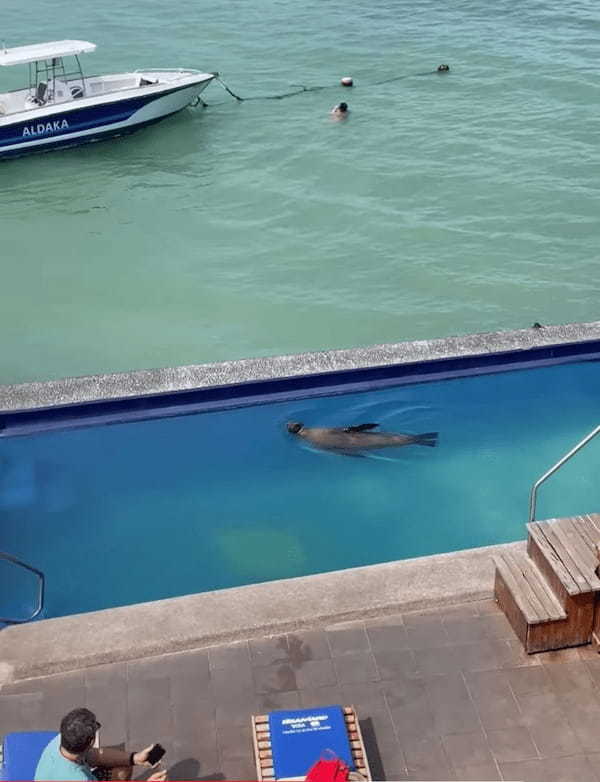 海辺のプールでひと泳ぎしたり、ビーチチェアの上で日光浴を始めるアシカ。この驚きの光景が200万回以上再生されています！！【海外・動画】