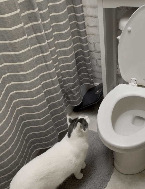 愛猫のマイブームは、トイレの水が流れるのを眺めること！今日も自分で洗浄レバーを押して楽しんでいる姿は・・・なんだかシュール