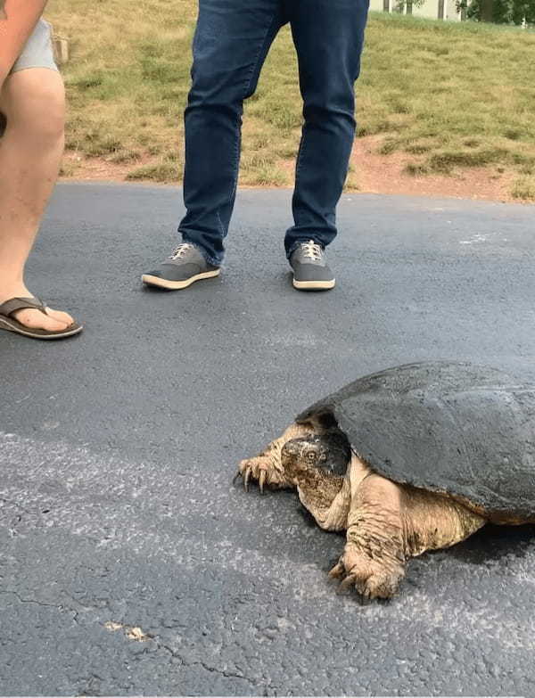 凶暴といわれるカミツキガメにソーセージを差し出してみたら・・。その恐ろしさが分かる衝撃映像が再生数2300万回超え！【アメリカ・動画】