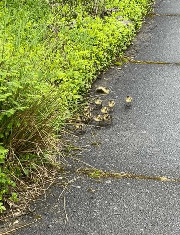 ママが草むらへ入っていってカモのヒナたちはパニック！？慌てて転んでしまう子も！！【アメリカ・動画】