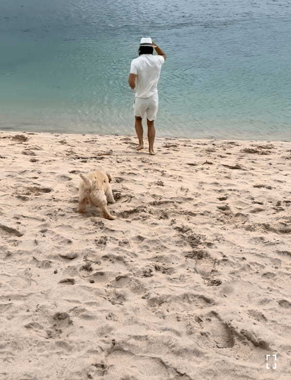 初めての海にはしゃぎすぎたミニチュア・ゴールデン・ドゥードルの子犬。何も知らずに飛び込んだ結果・・・【海外・動画】