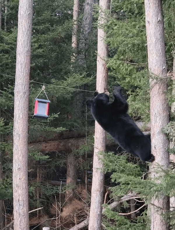 鳥用の餌をいただこうと大胆な行動に出たクマ。執念が伝わってくるそのトンデモナイ姿に、再生数が200万回を突破しました！！【アメリカ・動画】