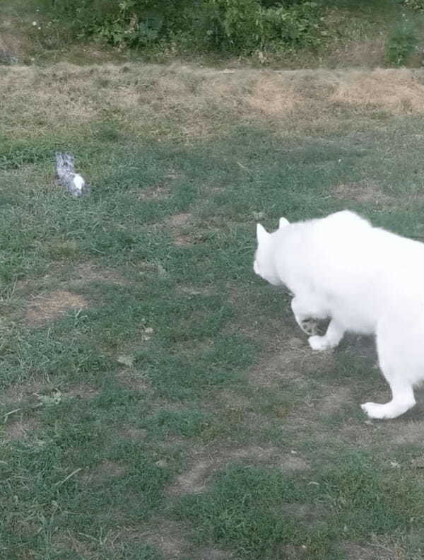 獲物を発見したハスキー犬。忍び足で近付いて飛びかかりますが、それは獲物ではありませんでした！！【アメリカ・動画】