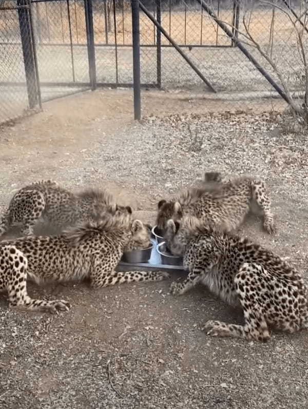 トップスピードで走ってきたチーターたち。お肉の盛られたボウルに向かって突進！！【海外・動画】