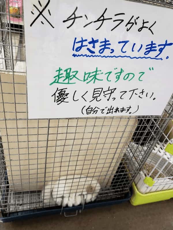 「趣味ですので見守って下さい」張り紙に書かれた通り、見事にはさまっているチンチラ。その姿がかわいすぎる！！【日本国内・写真】