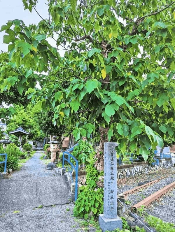 さむかわ小旅vol.1「寒川歴史浪漫紀行Ⅰ ―800年の伝承の謎を追って―」