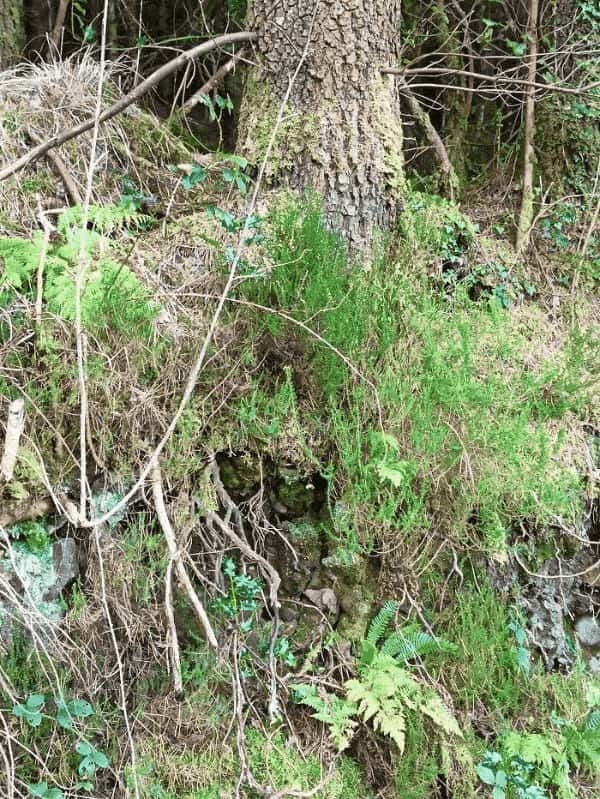 アイルランドの美しい独立峰ネフィン山トレッキングと、麓のタイタニック・メモリアルパークを紹介!