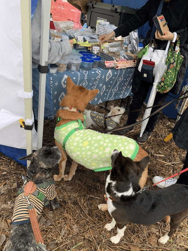 湘南国際村めぐりの森にて 保護犬のためのチャリティイベント開催！ DOGs CONFERENCEイベントレポート