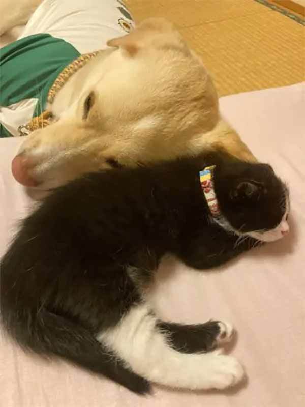 お迎え初日にへそ天で眠る子猫　無防備な姿に癒やされる